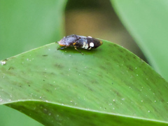 Homalodisca ichthyocephala