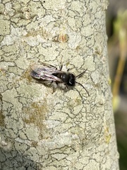 Andrena cineraria