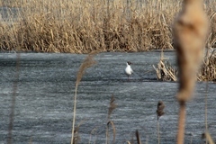 Chroicocephalus ridibundus