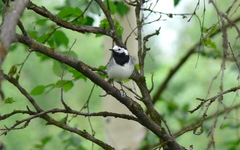 Motacilla alba