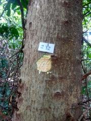 Maclura tinctoria