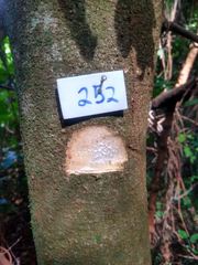 Tabernaemontana catharinensis