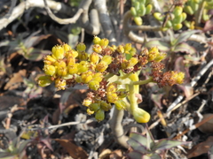 Sedum corynephyllum