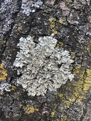 Flavoparmelia soredians