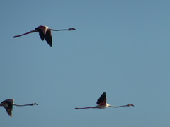 Phoenicopterus roseus