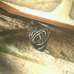 Catagramma pygas thamyras