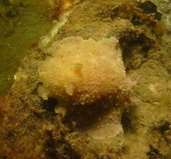 Geitodoris planata
