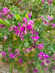 Polygala myrtifolia