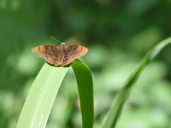 Pellicia dimidiata dimidiata