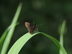 Pellicia dimidiata dimidiata