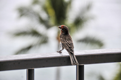 Haemorhous mexicanus