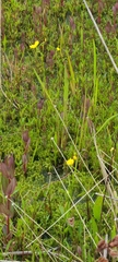 Utricularia cornuta