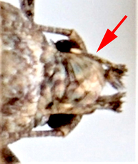 Eucosma ochrocephala