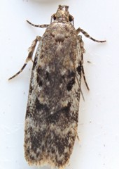Chionodes pereyra
