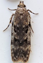 Chionodes pereyra