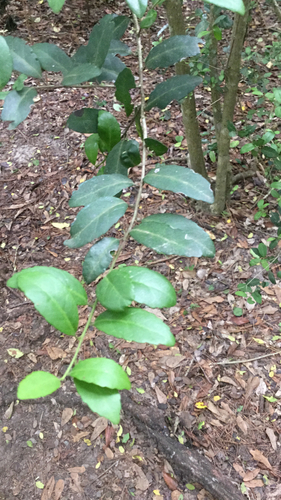 Ilex vomitoria
