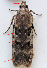 Chionodes pereyra