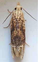 Eucosma ochrocephala