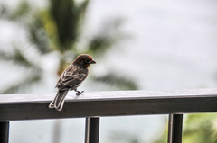 Haemorhous mexicanus