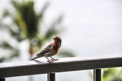 Haemorhous mexicanus