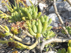Sedum corynephyllum