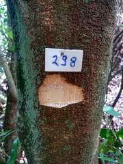 Tabernaemontana catharinensis