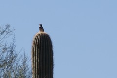 Colaptes