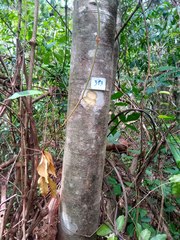 Dahlstedtia floribunda
