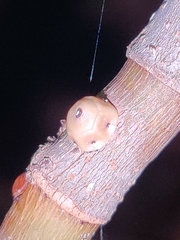 Ceroplastes cirripediformis