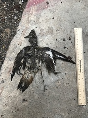 Charadrius vociferus