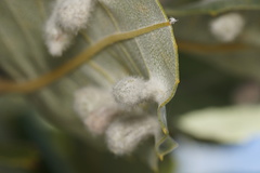 Dasineura banksiae