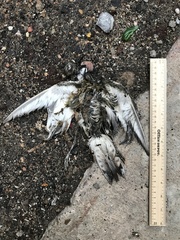 Charadrius vociferus