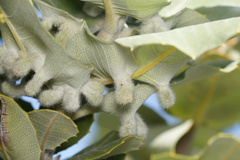 Dasineura banksiae
