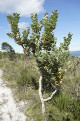 Dasineura banksiae
