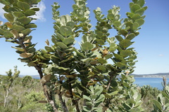 Dasineura banksiae
