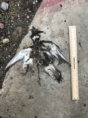 Charadrius vociferus