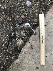 Charadrius vociferus