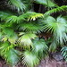 Palmera de Abanico China - Photo (c) Forest and Kim Starr, algunos derechos reservados (CC BY)