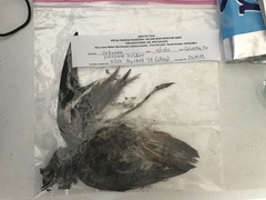 Charadrius vociferus