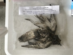 Charadrius vociferus