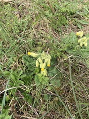 Primula veris