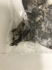 Charadrius vociferus