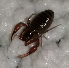 Pseudoblothrus strinatii