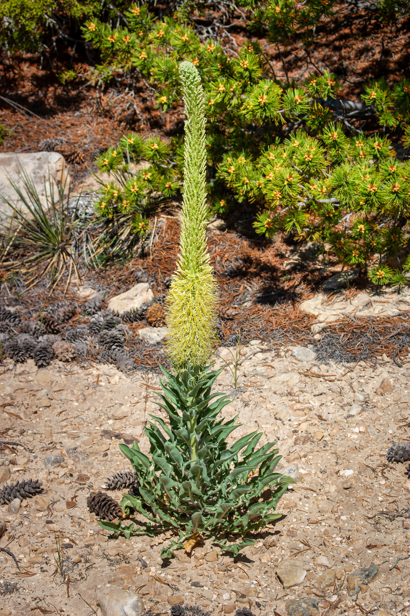 Stanleya tomentosa