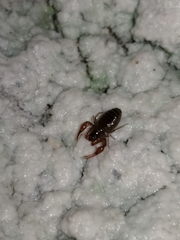 Pseudoblothrus strinatii