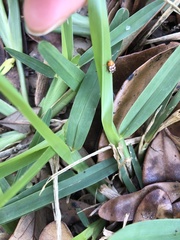 Cryptocephalus guttulatus