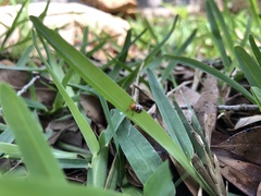 Cryptocephalus guttulatus