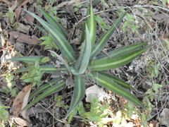 Agave univittata
