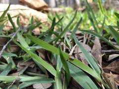 Cryptocephalus guttulatus