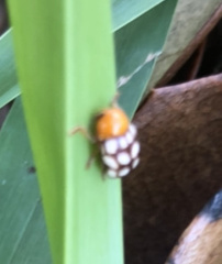 Cryptocephalus guttulatus